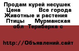 Продам курей несушек › Цена ­ 350 - Все города Животные и растения » Птицы   . Мурманская обл.,Териберка с.